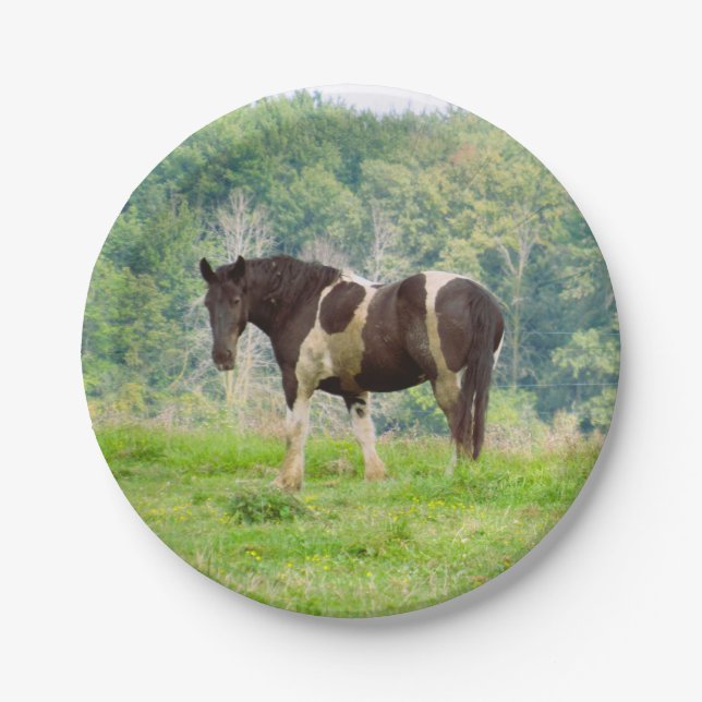 Amerikanisches gestrichenes Pferd auf dem Feld Pappteller (Vorderseite)