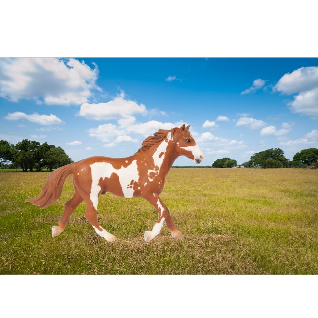 Amerikanisches Paint Horse T-Shirt (Von Creator hochgeladen)