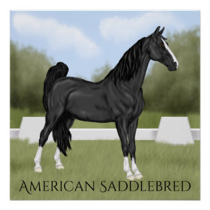 Amerikanisches Saddle-bred-Pferd Poster