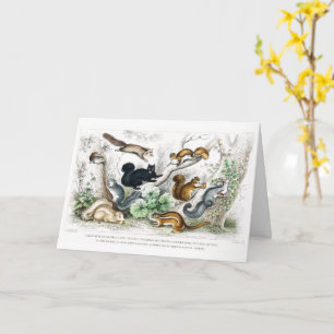 Amerikanisches Schwarzes Eichhörnchen, Ariel Petau Karte