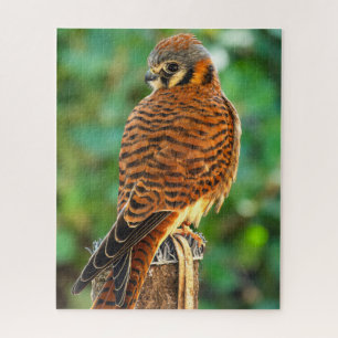 Amerikanisches Turmfalken-Puzzle Wildlife-Natur- Puzzle