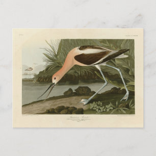 Amerikas Avocet von Audubons Vögeln Amerikas Postkarte