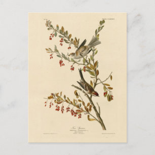 Amerikas Baumsparrow, Audubons Vögel Amerikas Postkarte