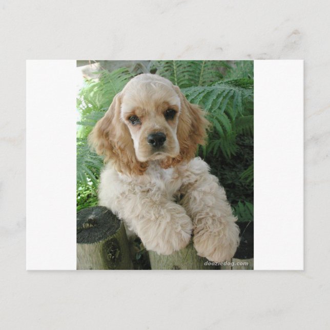 Amerikas Cocker Spaniel Hund und der Grüne Fern Postkarte (Vorderseite)