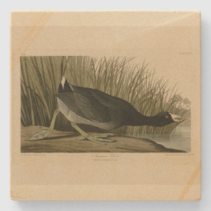 Amerikas Coot von Audubons Vögeln Amerikas Steinuntersetzer