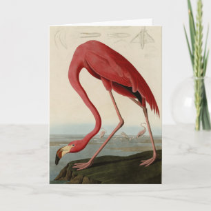 Amerikas Flamingo von Audubons Vögeln Amerikas Karte