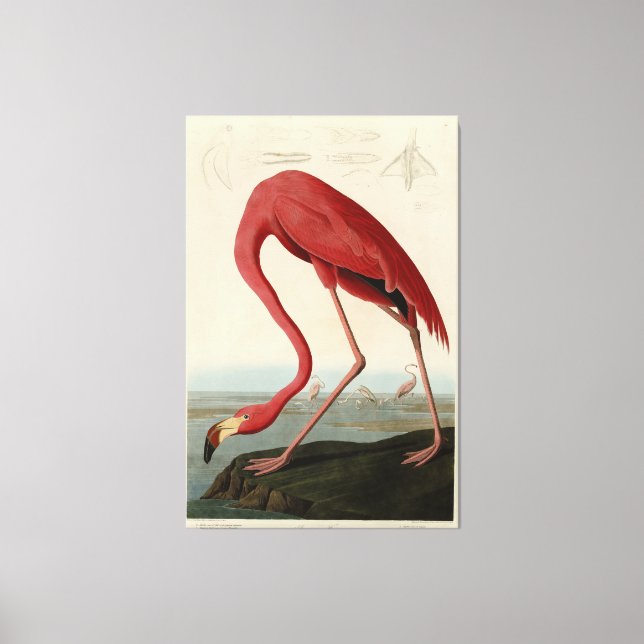 Amerikas Flamingo von Audubons Vögeln Amerikas Leinwanddruck (Vorderseite)