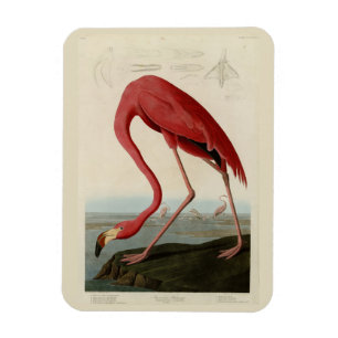 Amerikas Flamingo von Audubons Vögeln Amerikas Magnet