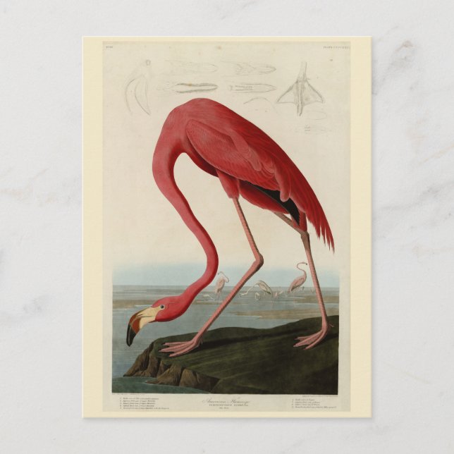 Amerikas Flamingo von Audubons Vögeln Amerikas Postkarte (Vorderseite)