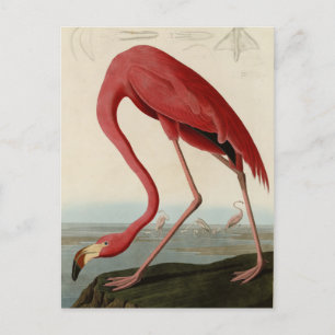 Amerikas Flamingo von Audubons Vögeln Amerikas Postkarte