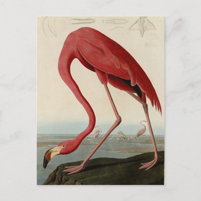 Amerikas Flamingo von Audubons Vögeln Amerikas Postkarte (Vorderseite)