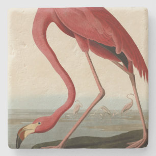 Amerikas Flamingo von Audubons Vögeln Amerikas Steinuntersetzer