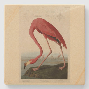 Amerikas Flamingo von Audubons Vögeln Amerikas Steinuntersetzer