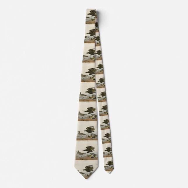 Amerikas Goldener Liebhaber, Audubons Vögel von Am Krawatte (Vorderseite)