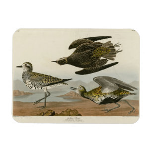 Amerikas Goldener Liebhaber, Audubons Vögel von Am Magnet