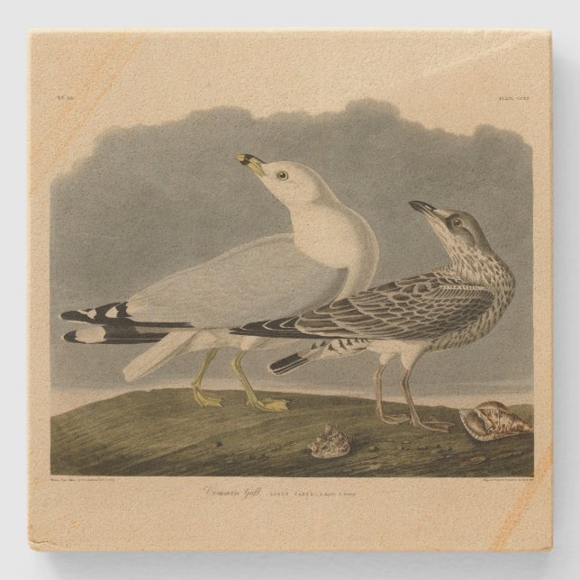 Amerikas Gull - Audubons Vögel in Amerika Steinuntersetzer (Vorderseite)