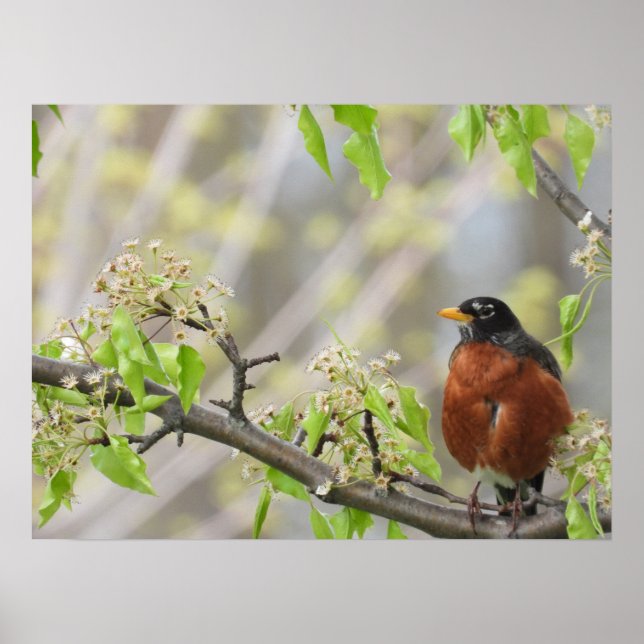 Amerikas Robin-und Frühjahrsblüten Poster (Vorne)