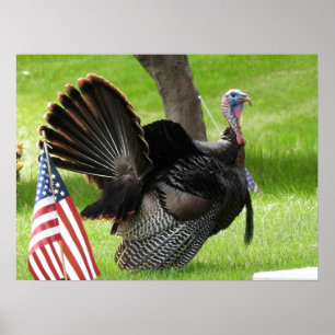 Amerikas Vogel Wild Tom Türkei Poster