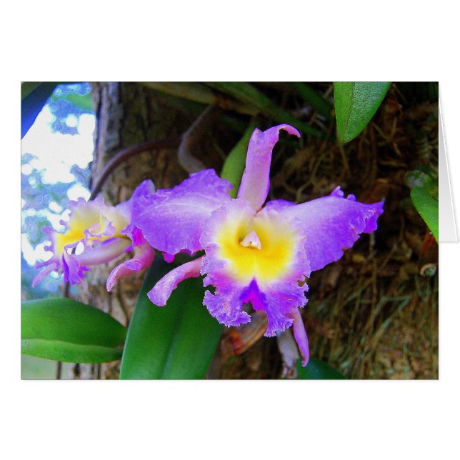 Amethyst Cattleya Orchids Card (Vorderseite (Horizontal))