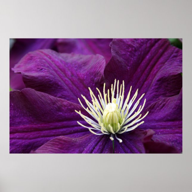 Amethyst Clematis Poster (Vorne)