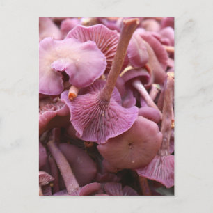 Amethyst Deceiver Postkarte