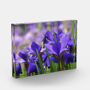 Amethyst Lila Irises Fotoblock