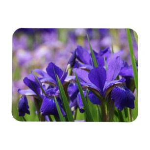 Amethyst Lila Irises Magnet