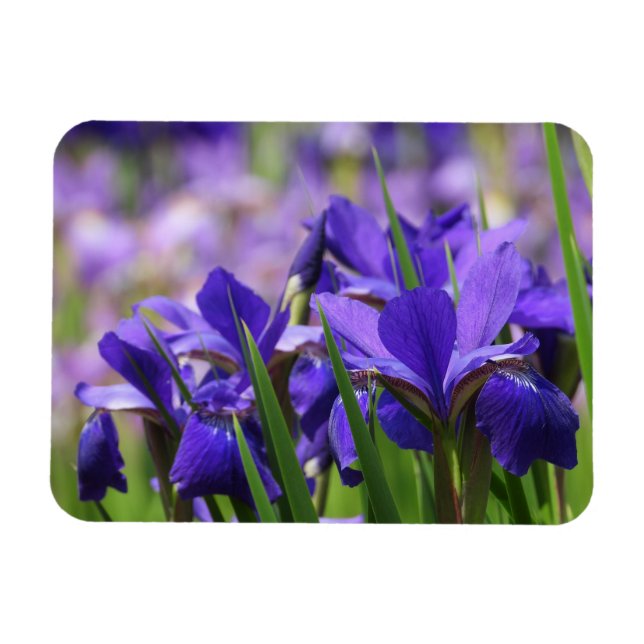 Amethyst Lila Irises Magnet (Horizontal)