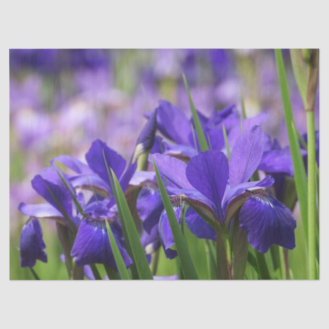 Amethyst Lila Irises Seidenpapier (Vorderseite)