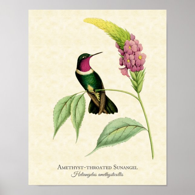 Amethyst Throated Hummingbird Art Print Poster (Vorne)