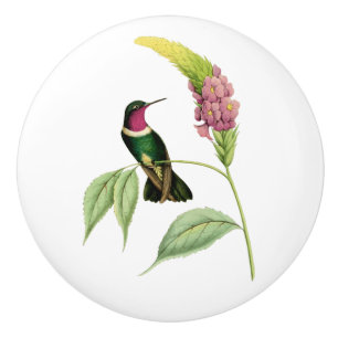 Amethyst Throated Kolibri Keramikknauf