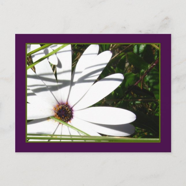 Amethyst und Weiße Petals Postkarte (Vorderseite)