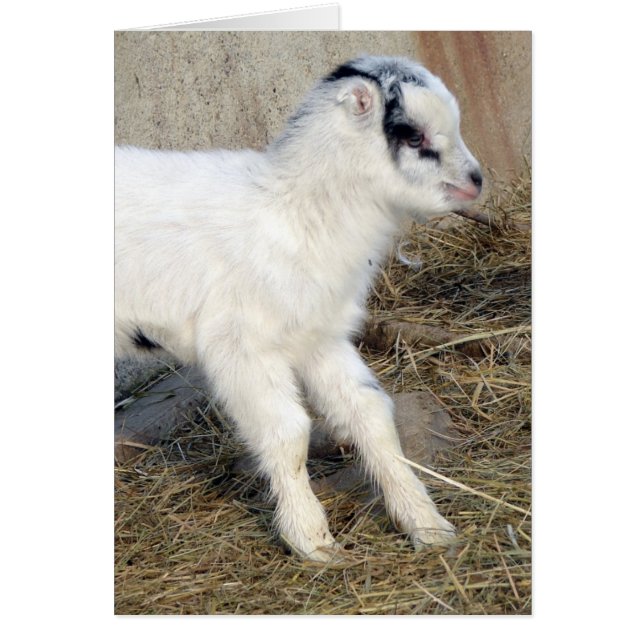 Amigo das La Mancha-Kind (Vorne)