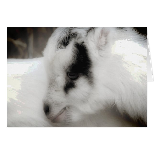 Amigo Goat Kid Black and White (Vorderseite (Horizontal))