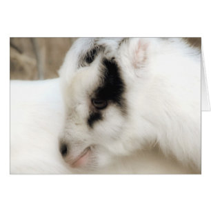 Amigo Goat Kid Jedes Anlasses Grußkarte