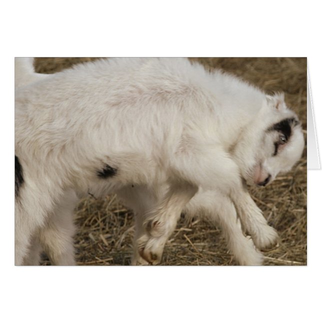 Amigo Plays (Vorderseite (Horizontal))