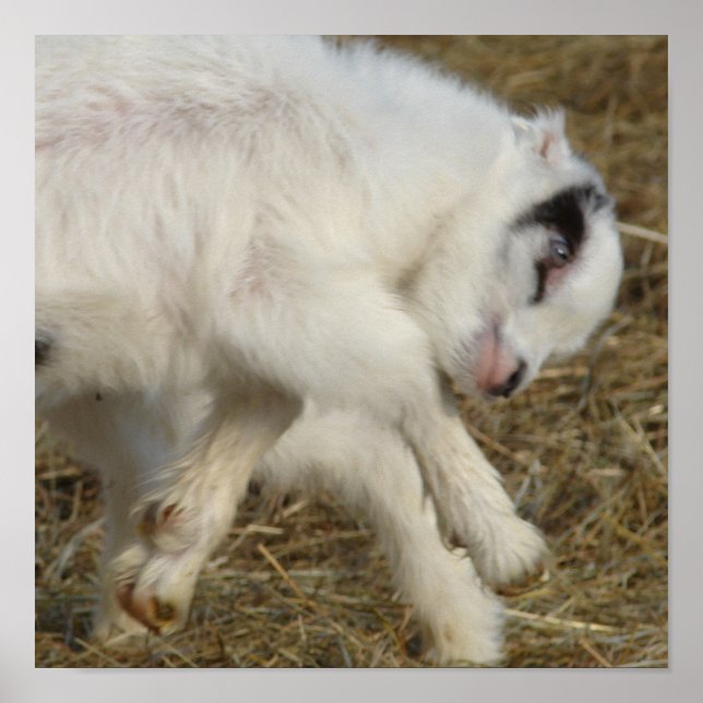 Amigo Plays Poster (Vorne)