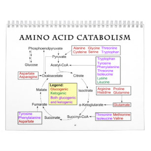 Amino-Säurediagramm Kalender