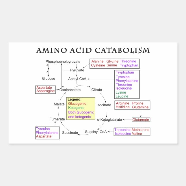 Aminosäure-Katabolismus-Diagramm Rechteckiger Aufkleber (Vorderseite)