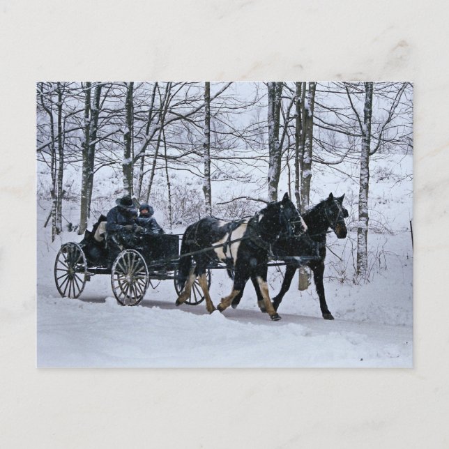 Amische Land-Winter-Wagen Fahrt-Postkarte Postkarte (Vorderseite)