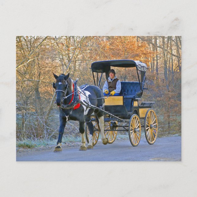 Amish Boy Drives Wedding Postkarte (Vorderseite)