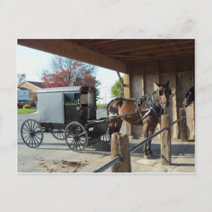 Amish Buggy, 1 Postkarte