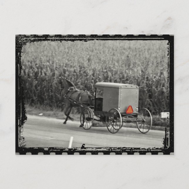 Amish Buggy Monochrome Postkarte (Vorderseite)