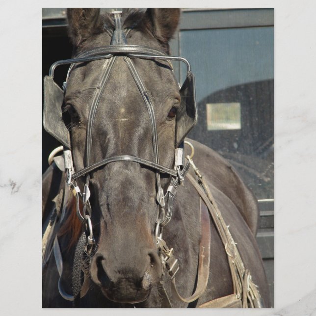 Amish Buggy Pferd (Vorderseite)