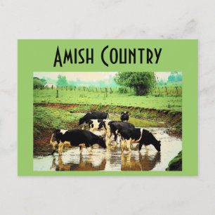 Amish Cows Postcard Postkarte