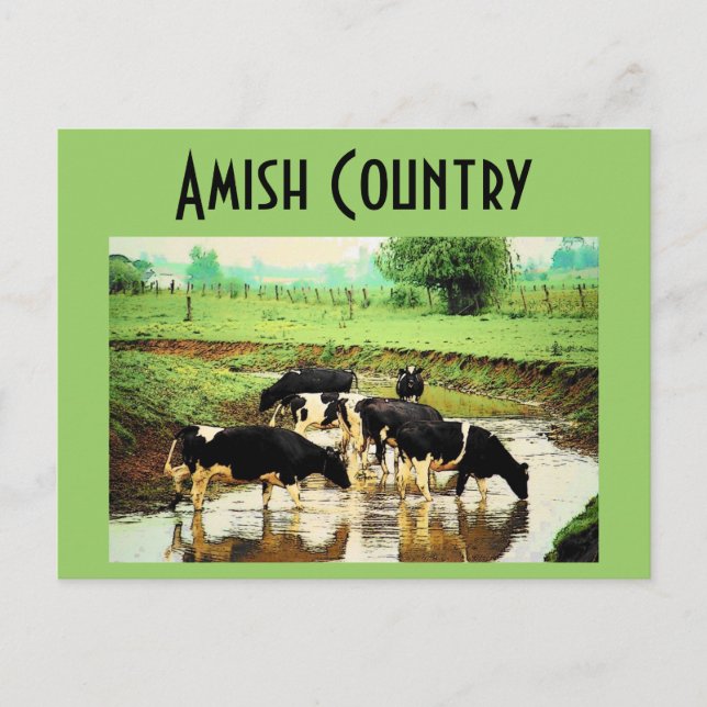 Amish Cows Postcard Postkarte (Vorderseite)