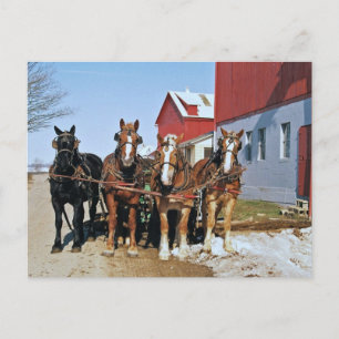 Amish Draft Horse Team-Postcard Postkarte