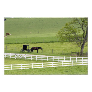 Amish-Farm mit Pferd und Kutsche nahe Berlin, Fotodruck