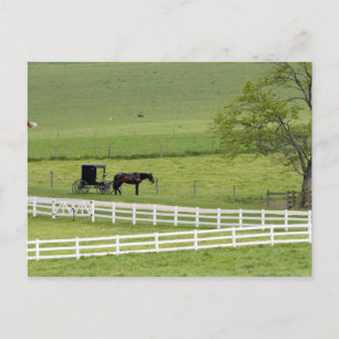 Amish-Farm mit Pferd und Kutsche nahe Berlin, Postkarte