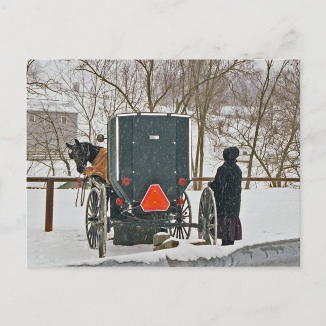 Amish Frau mit Pferd und Buggy Postkarte (Vorderseite)